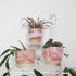 Clay by Tina Sunset planters - Plantsmith | Indoor Plants Melbourne